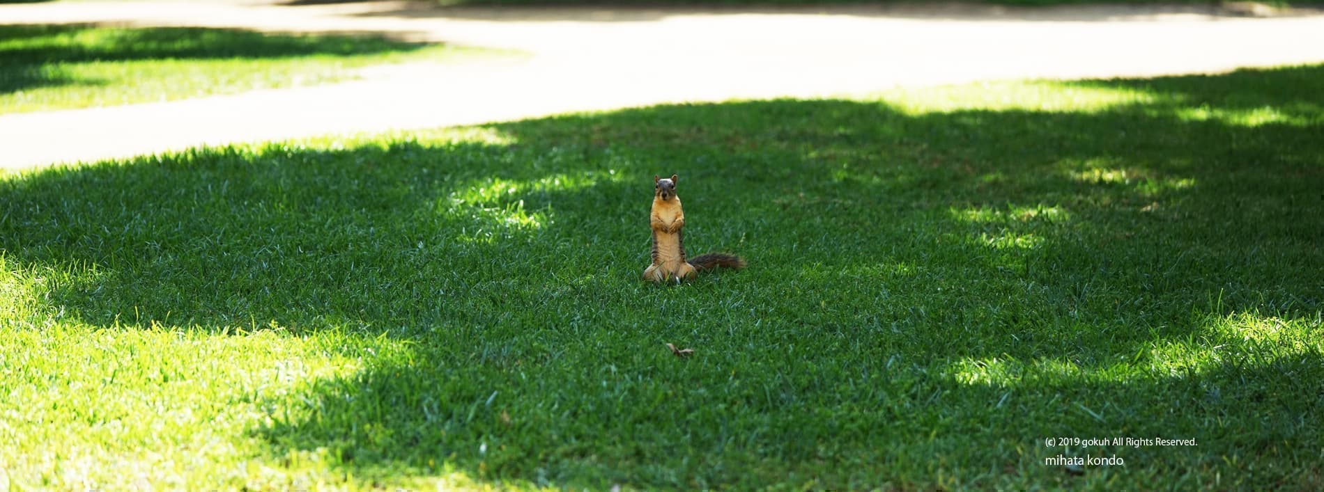 芝生に立つリス